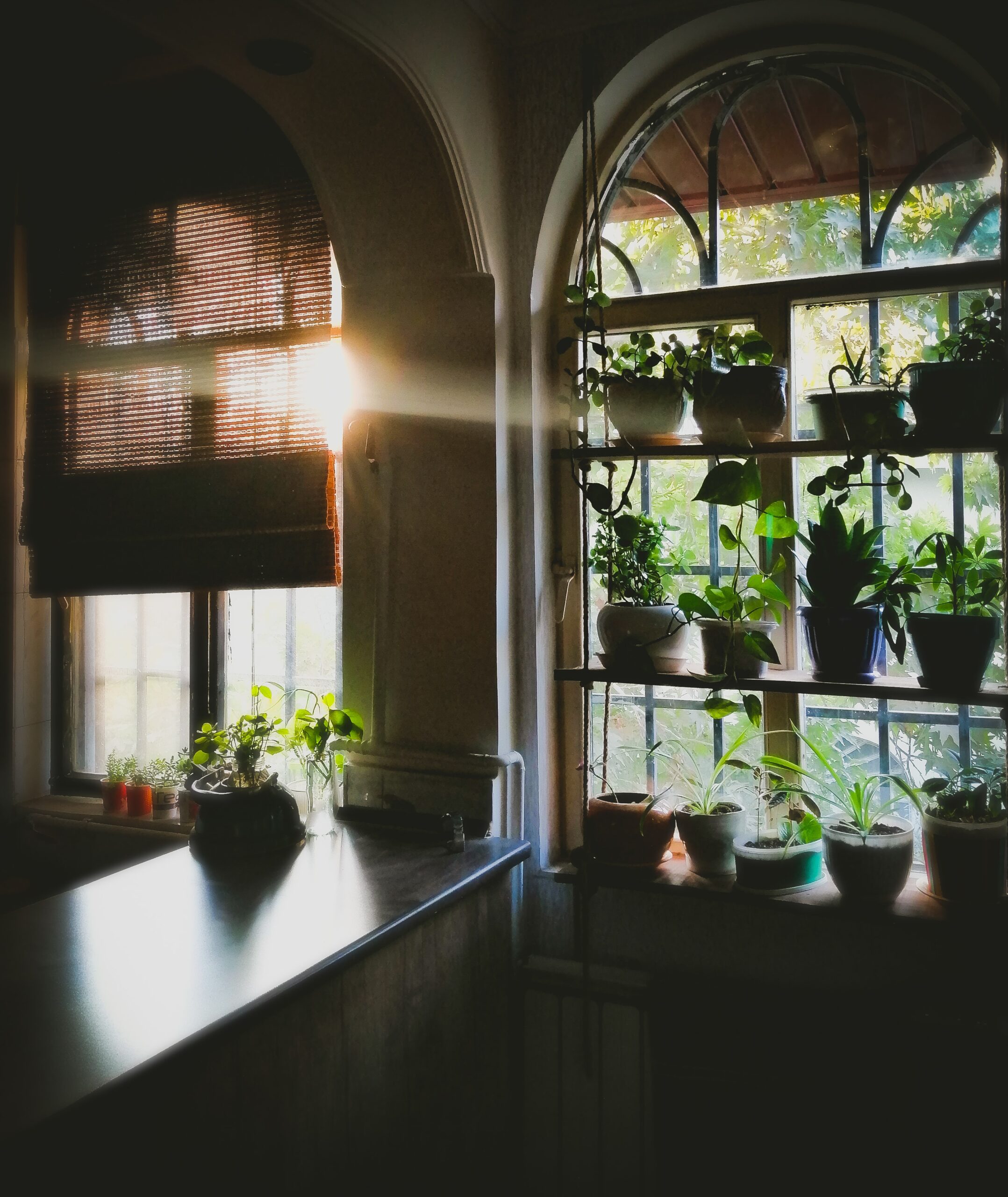 plants